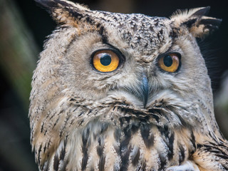 Nahaufnahme einer Eule / Closeup of an owl