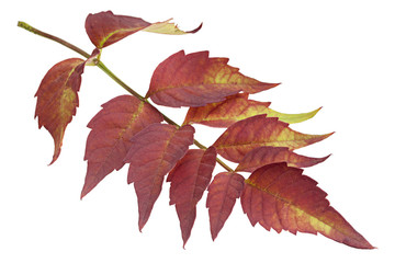 Trumpet creeper autumn leaf