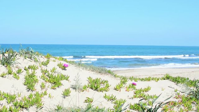 pink flowers in Platamona beach