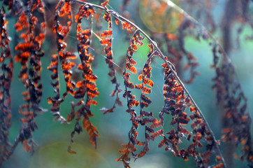 Spider web on dried and dying Maidenhair fern leaves catching the sunlight, Royal National Park,...