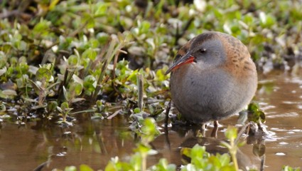water ral