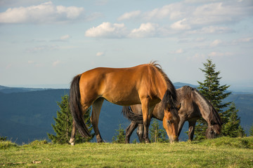 Fototapeta na wymiar Horses graze in the mountains meadow