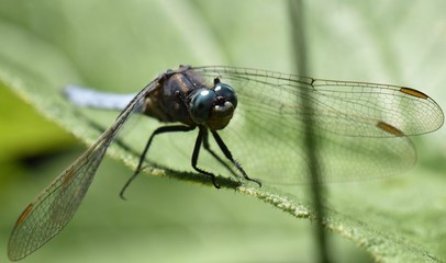 DRAGONFLY
I captured this patient little being during our holidays near Lake Kalteren (Kalterer...