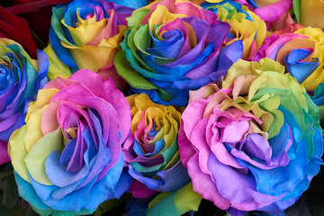 Bunch of multicolored roses