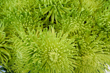 Bunch of green chrysanthemums