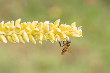 Close up yellow coconut pollen  with flying bee