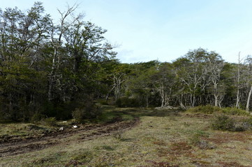 The trees on the shore of Lago Blanco. Chile