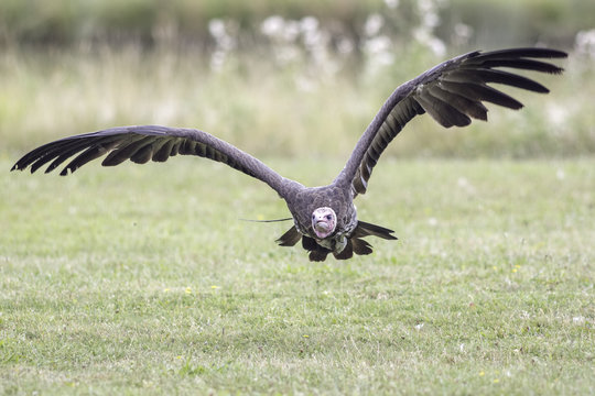 Hooded vulture flying close to ground