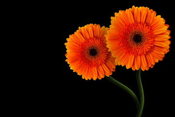 Orange gerbera with stem isolated on black background
