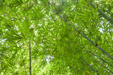 Obraz premium Bamboo forest