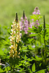 blooming lupines in the summer