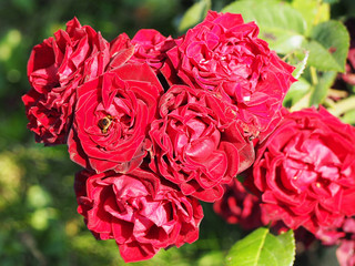 red roses (bee in a flower)