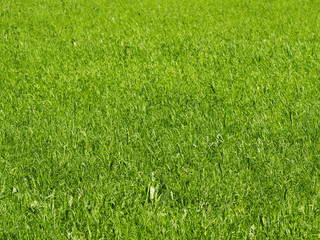 Beautiful green lawn