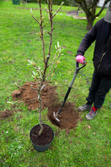 Baum pflanzen
