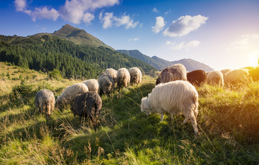 High in the mountains at sunset shepherds graze cattle among the panorama of wild forests fields of the Carpathians. Sheep provide wool, milk meat for agriculture Traditional economy Highlanders