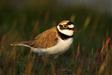PLOVER  / Little ringed plover