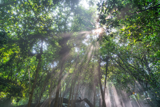 Morning mist rises up from rain forest floor with sun rays