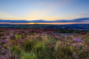Heather in bloom