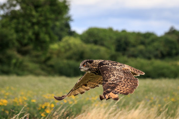 Eagle owl