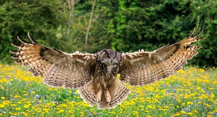 Photo sur Aluminium Hibou Eagle owl