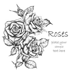 Hand draw vintage rose. Vector illustration