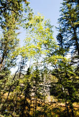 カナディアンロッキー　秋のバレー・オブ・ザ・ファイブ・レイクスのハイキングコース