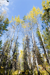 カナディアンロッキー　秋のバレー・オブ・ザ・ファイブ・レイクスのハイキングコース