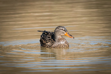 Female mallard on a lake