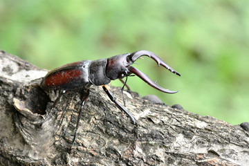 クワガタムシ