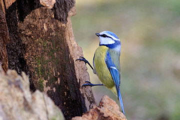 Blue Tit (Parus caeruleus)