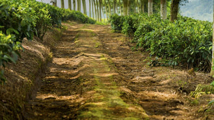 Pathway in the tea plantage