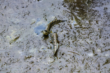 Mudskipper is a fish that lives in mangrove forest