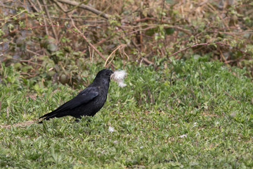 crow