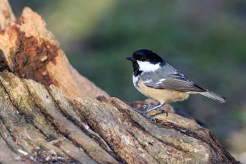 Great Tit (Parus major)