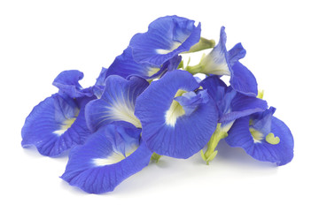 Clitoria ternatea also known as the Butterfly Pea Flower, used as natural food coloring in Asia cuisine