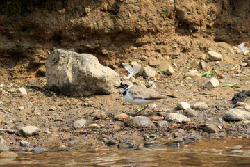 Little ringed plover