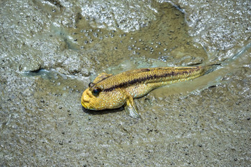 Mudskipper is a fish that lives in mangrove forest