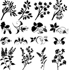 Berries and branches