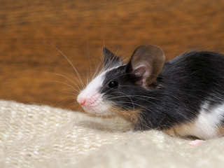 The mouse sits in the closet on things. Rodent lived in the house