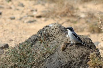 Southern Grey Shrike  (Lanius meridionalis)