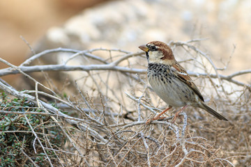 Spanish sparrow (Passer hispaniolensis)