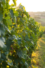 Vineyards at Sunset in Autumn Harvest. Landscape with Organic Grape on Vine Branches. Ripe Grapes in Fall.