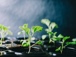 Green Plants In Room
