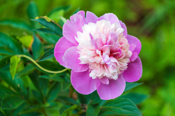 Common peony (Paeonia officinalis) pink flower in garden