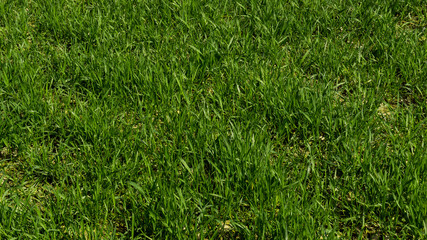 Green grass texture from a field