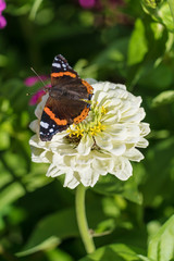 Red Admiral (Vanessa atalanta) butterfly on Zinnia elegans flowe