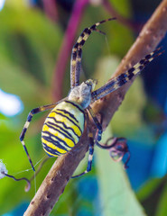 The yellow striped venomous wasp spider (Argiope bruennichi)