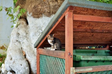 Greek cats. The feline friends are all over Greece just waiting to snap up a tid-bit under the taverna table or find a shady spot to snooze all day...its a cat's life...