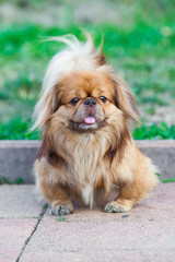 Pekingese dog