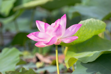 lotus flower inside the big lagoon must go by boat